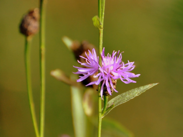 Обои картинки фото цветы, луговые, полевые