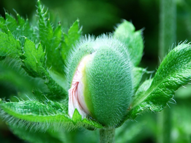 Обои картинки фото цветы, маки