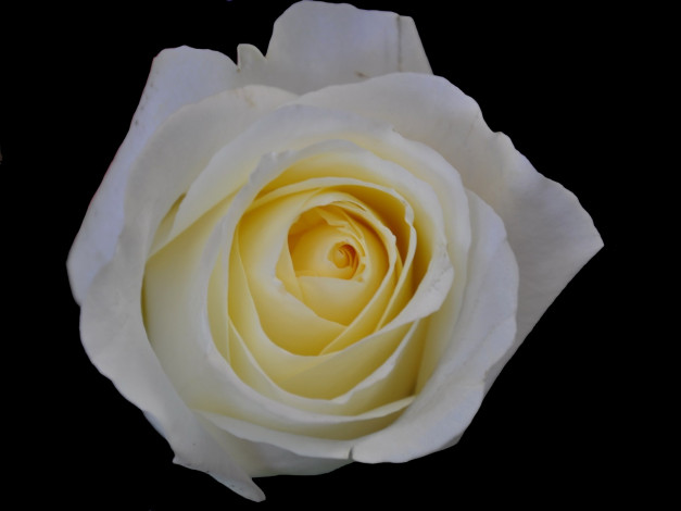 Обои картинки фото цветы, розы