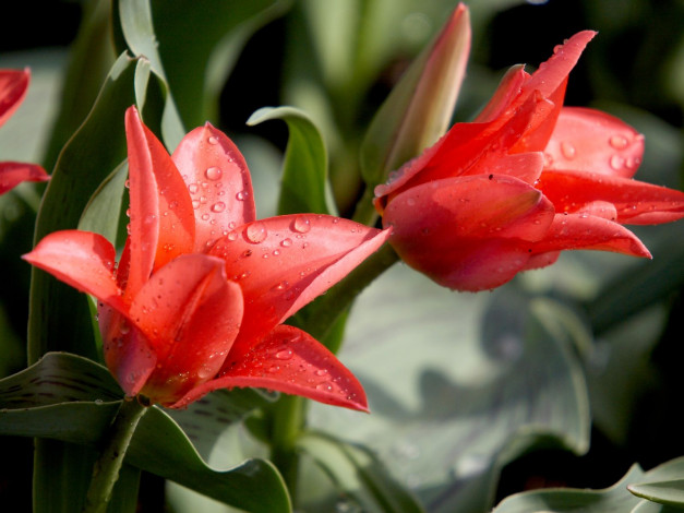 Обои картинки фото цветы, тюльпаны