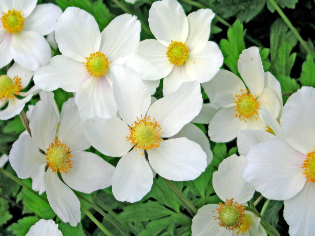 Обои картинки фото цветы, ветреницы, печёночницы