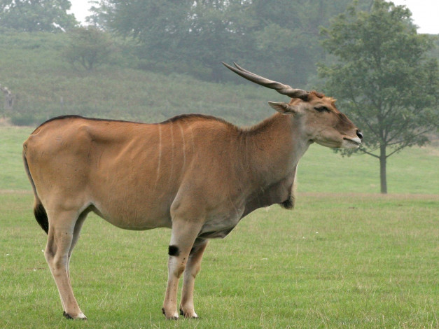 Обои картинки фото животные, антилопы