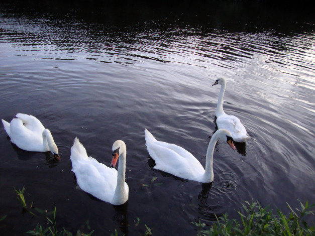 Обои картинки фото животные, лебеди