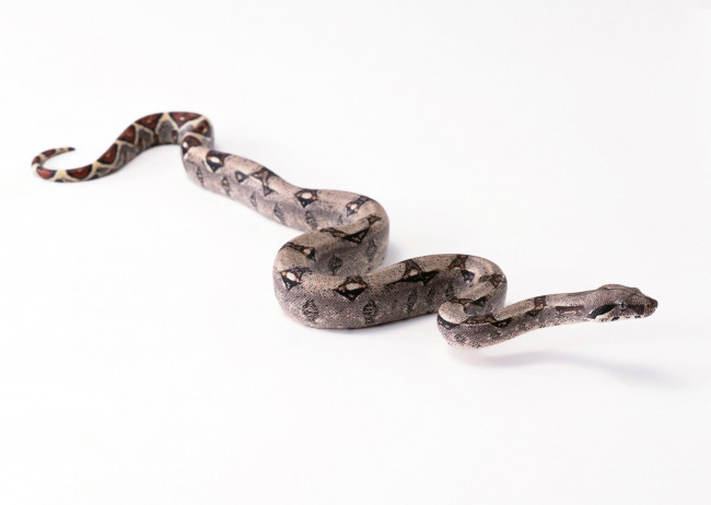 Обои картинки фото животные, змеи, питоны, кобры