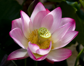 Картинка цветы лотосы лепестки