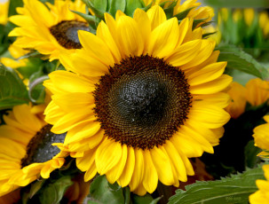 Картинка цветы подсолнухи жёлтый