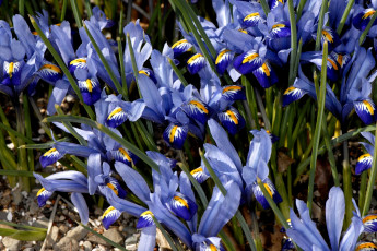 Картинка цветы ирисы синий много