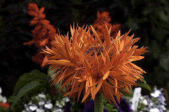 Картинка цветы