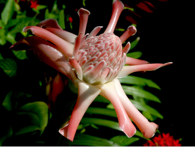 Обои картинки фото цветы, протея, лепестки, тёмный