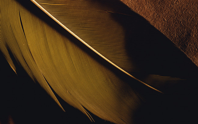 Обои картинки фото 3д, графика, textures, текстуры, перышко