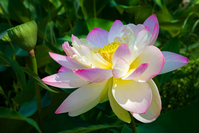 Обои картинки фото цветы, лотосы, листя, лепестки