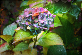 Картинка рисованные цветы гортензия