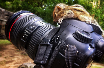 Картинка canon бренды бурундучонок фотокамера объектив