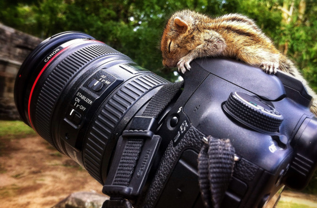 Обои картинки фото canon, бренды, бурундучонок, фотокамера, объектив