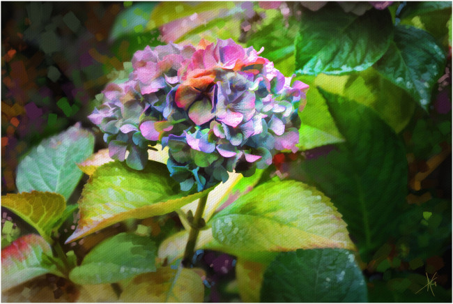 Обои картинки фото рисованные, цветы, гортензия
