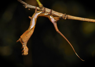 Картинка животные гусеницы веточка макро itchydogimages гусеница