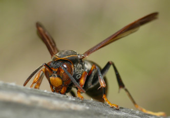 Картинка животные пчелы +осы +шмели оса насекомое макро