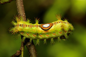 Картинка животные гусеницы макро itchydogimages гусеница листья веточка