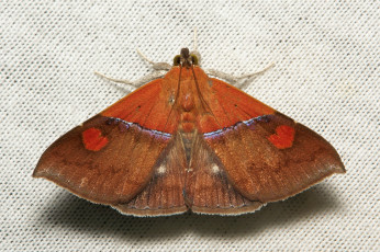 Картинка животные бабочки бабочка моль макро itchydogimages