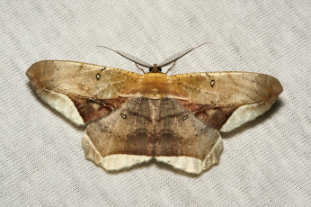 Картинка животные бабочки моль макро itchydogimages мотылёк