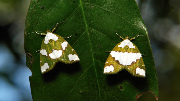 Картинка животные бабочки лист моль макро itchydogimages