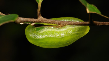 Картинка животные гусеницы веточка гусеница макро itchydogimages