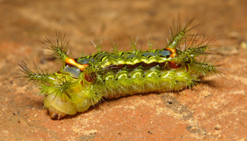 Картинка животные гусеницы гусеница лист макро itchydogimages