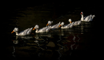 Картинка животные разные+вместе стая гуси плывут вода
