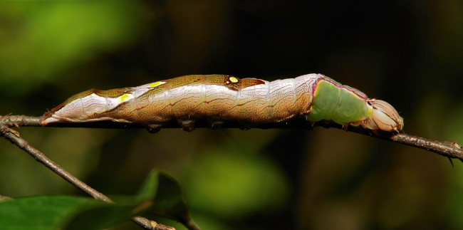 Обои картинки фото животные, гусеницы, гусеница, веточка, макро, itchydogimages