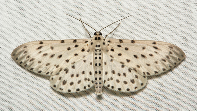 Обои картинки фото животные, бабочки, крылья, моль, вязаное, полотно, макро, itchydogimages