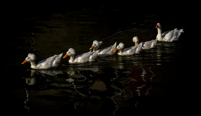 Обои картинки фото животные, разные вместе, стая, гуси, плывут, вода