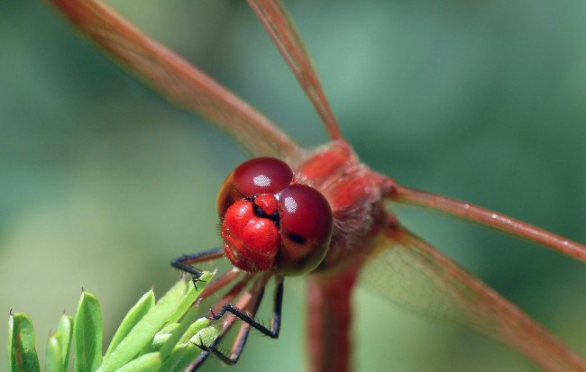 Обои картинки фото животные, стрекозы, крылья, фон, насекомое, стрекоза, макро