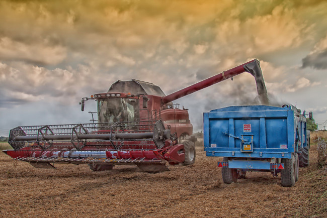 Обои картинки фото техника, комбайны, комбайн, поле