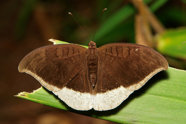 Обои картинки фото животные, бабочки, крылья, моль, ночной, мотылёк, itchydogimages, макро