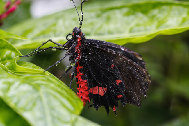 Обои картинки фото животные, бабочки, утро, насекомое, макро, травинка, фон