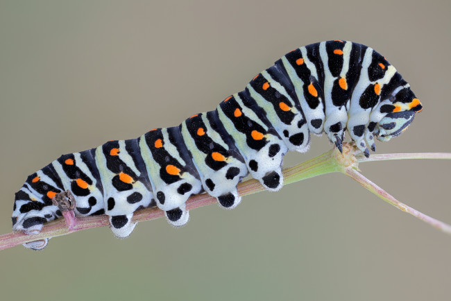 Обои картинки фото животные, гусеницы, гусеница, зелёный, фон, макро, травинка, насекомое, утро