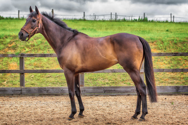 Обои картинки фото животные, лошади, лошадка, вольер