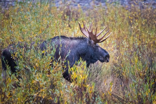 Обои картинки фото животные, лоси, профиль, рога, заросли, осень