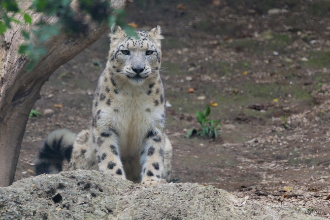 Обои картинки фото животные, снежный барс , ирбис, кошка, морда, смотрит, внимание, камень