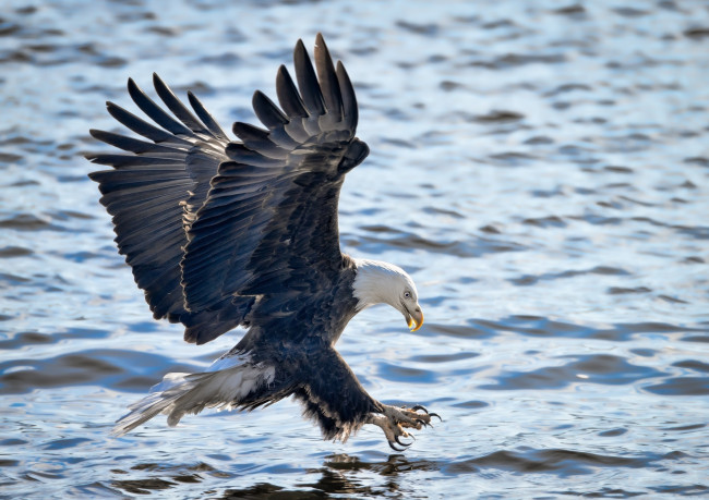 Обои картинки фото животные, птицы - хищники, орлан, хищник, крылья, полет, рыбалка, атака, вода, волны