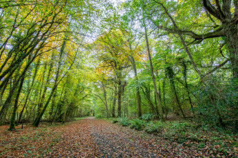 Картинка природа дороги тракт