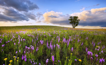 Картинка природа луга луг дерево облака цветы трава