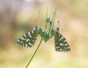 Картинка животные бабочки +мотыльки +моли макро