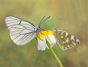 Картинка животные бабочки +мотыльки +моли макро