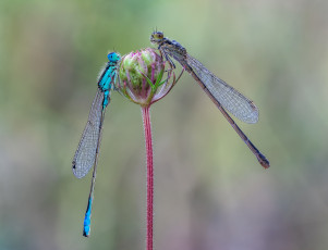 Картинка животные стрекозы макро
