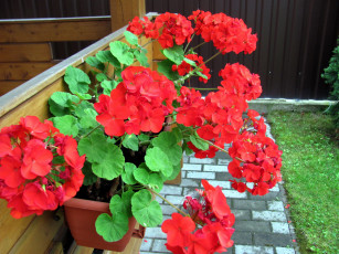 Картинка цветы герань алый