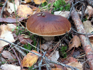 Картинка природа грибы боровик