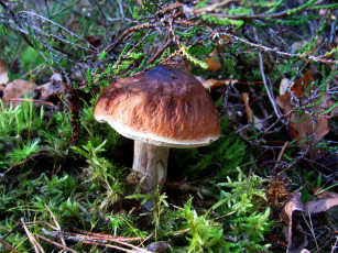 Картинка природа грибы боровик