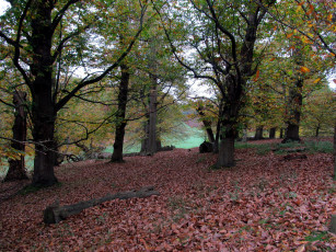 Картинка природа парк осень листопад листва