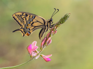 Картинка животные бабочки +мотыльки +моли бабочка макро